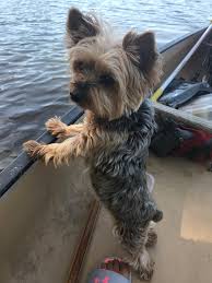 I Don T See No Fishes Yorkshire Terrier Yorkshire Terrier Dog Yorkie Puppy
