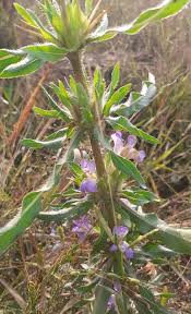 Image result for Hygrophila schulli