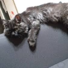 Kedim Bocek Yiyooo Kedi Sagligi Ve Bakimi 24120