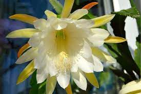 Maybe you would like to learn more about one of these? Epiphyllum Types How To Grow And Care For Orchid Cactus Florgeous