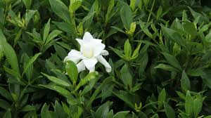 Image result for Gardenia subacaulis