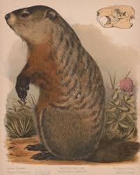 Wiarton Willie, Shubenacadie Sam 'Predict' Early Spring On Groundhog Day |  Lethbridge News Now