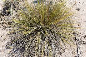 Image result for Aristida transvaalensis