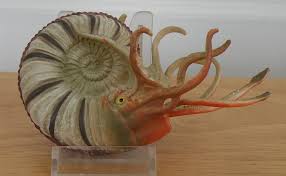 Image result for Pleioceras