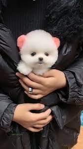 Adorable Video In 2021 Cute Baby Animals Cute Funny Dogs Cute Baby Puppies