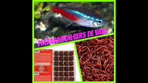 Comment Preparer Des Vers De Vase Pour Vos Poissons Mister Guppy 14 Youtube