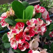 Image result for Euphorbia unicornis