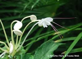 Image result for Clerodendrum incisum
