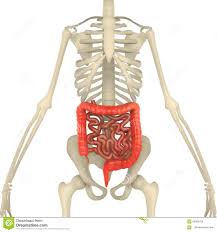 Gross Und Dunndarm Mit Skeleton Korper Stock Abbildung Illustration Von Karosserie Magen 62899799