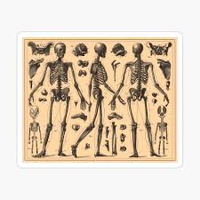 Characteristic of the vertebrate form, the human body has an internal skeleton with a backbone, and, as with the mammalian form, it has hair and mammary glands. Vintage Human Skeleton Anatomy Diagram 1907 Poster By Bravuramedia Redbubble