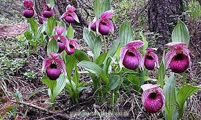 Anggerik desa,orkid merpati, sepulih anggerik, sakat harum, tokmaisi,orkid desa,pigeon orchid, white dove orchid,daun seputih tulang, angerek bawang, bunga angin Orkid Hutan Nama Gambar Sifatnya 2021