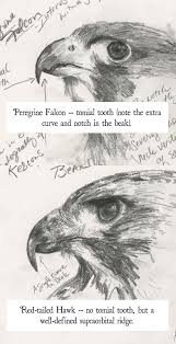Red And The Peanut A Red Tailed Hawk S Beak Bird Artwork Bird Drawings Falcon Drawing