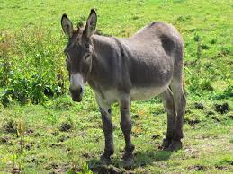 Donkey,jackass,horse,horses,meadow - free image from needpix.com
