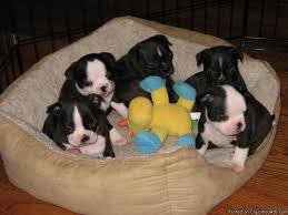 Early socialization is a must for this breed. Adorable Bugg Puppies For Sale Highlands Ranch Co Price 400 00 For Sale In Highlands Ranch Colorado Best Pets Online