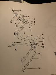 We've got the acromion posteriorly and the coracoid process anteriorly. Pectoral Girdle Pigeon Aves Diagram Quizlet