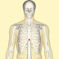The rib cage consists of 24 ribs, 12 on either side, and it shields the organs of the chest, including the heart and the lungs, from damage. Xiphoid Process Wikipedia