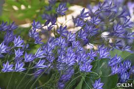 Image result for Tricliceras lanceolatum