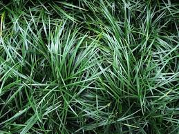 Mondo Grass The Definitive Guide