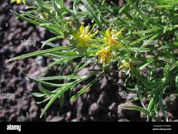 Image result for Vahlia