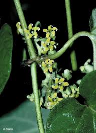 Image result for Marsdenia sylvestris