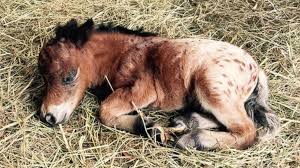 Miniature Horse Tied For World S Tiniest Poised For Big Things Abc News