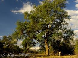 Image result for Faidherbia albida