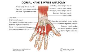 Image result for Normal Anatomic Position of the Hand and Wrist