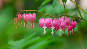 It was named by carl linnaeus, who first described this genus in his genera plantarum, which appeared in 1737. 9 Of The Weirdest Flowers In The World Fantastic Gardeners Australia