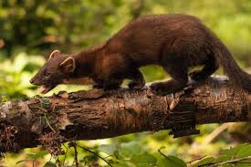 Dobrý film, knihu, hudobné predstavenie? Lukava Zvijerka Tri Je Godine Terorizirala Mladica Iz Ä'akova 24sata