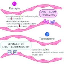 Contain both afferent and efferent axons, and thus conduct both incoming sensory information and outgoing muscle commands in the same bundle. Pdf The Hitchhiker S Guide To The Galaxy Of Endothelial Dysfunction Markers In Human Fertility