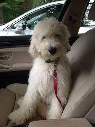 Maggie English F1 Goldendoodle Moss Creek Goldendoodle Puppy English Goldendoodle Goldendoodle