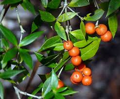 Image result for Alyxia