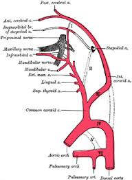 Doctors can test for a narrowed carotid artery, but it's usually not a good idea. Common Carotid Arteries Carotid Arteries Arteries Of The Head Neck Arterial Trees Arterial Anatomy Wellness Advocate Com