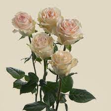 Priority Garden Rose Rose Cream Roses Flowers