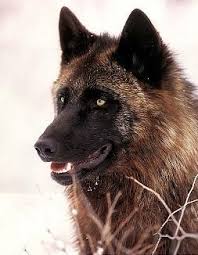 Black And Brown Wolf Dark Brown Wolf Wolf Spirit Animal Wolf Dog Wolf Pictures