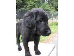 The popularity of this sporting dog grew throughout the states after. Flat Coated Retriever Puppies For Sale