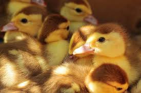 O vírus pulou de aves para os humanos. Franca Confirma Surto De Gripe Aviaria Em Criacao De Patos Jovem Pan