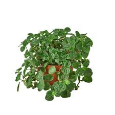 Image result for Pilea rivularis