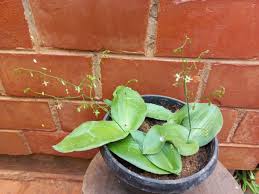 Image result for Chlorophytum perfoliatum