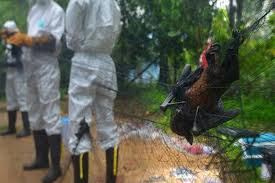 Infection with nipah virus (niv) can cause mild to severe disease, including swelling of the brain (encephalitis) and potentially death. Wpxbc8fbxschbm