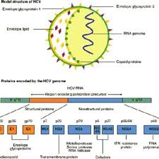 Суммарные антитела к вирусу вирус гепатита с, определение рнк кол. Pdf Hepatitis C Virus Hcv A Review Of Immunological Aspects