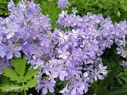 Many gardeners combine their purple flowers with perennial flowers are small flowers that grow and bloom over the seasons of spring and summer and then die back during autumn and winter. Purple Perennial Flowers 24 Brilliant Choices For Gardens