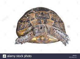 Spur Thighed Tortoise Testudo Graeca Stock Photos Spur