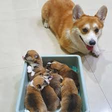 The majority of these dogs are if you think there is room in your home and heart for a rescued pembroke welsh corgi or simply prefer not to go though the puppy stage, consider getting. Pembroke Welsh Corgi Puppies Posts Facebook