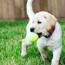 Tag That Doggy Lover Wala Friend Picture By Gautam Vihapara Call Us On 918238489505 For Bus In 2020 Lab Puppies Training A Lab Puppy Labrador Retriever Puppies