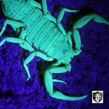 Flatliners pest control provides pest control services in las vegas and surrounding areas. Pest Control Pest Control Solutions Chandler Az