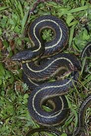 Black And Yellow Striped Snake Georgia Coast Garter Snake Snake Lovers Snake Beautiful Snakes