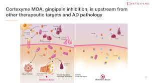 Uno de estos fármacos es el aducanumab, desarrollado por la compañía farmacéutica biogen, que, según los datos conocidos hasta ahora, podría ralentizar el curso de la enfermedad en personas con. Cortexyme A New Approach To Defeat Alzheimer S Disease Nasdaq Crtx Seeking Alpha