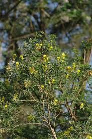 Image result for Rotala capensis