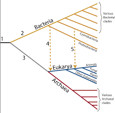 The Evolution Of Cellular Compartmentalization Learn Biology